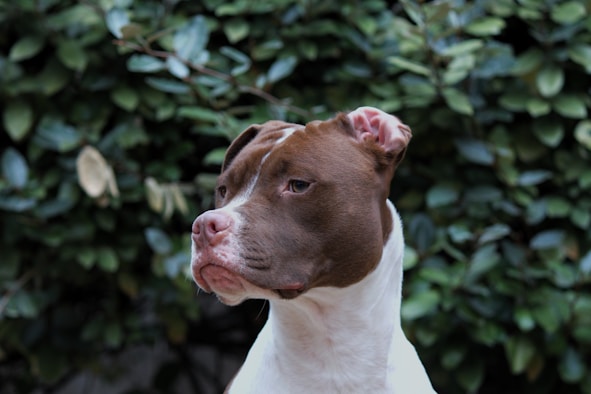 Staffordshire Terrier