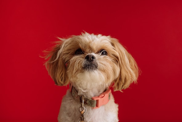 Shih Tzu