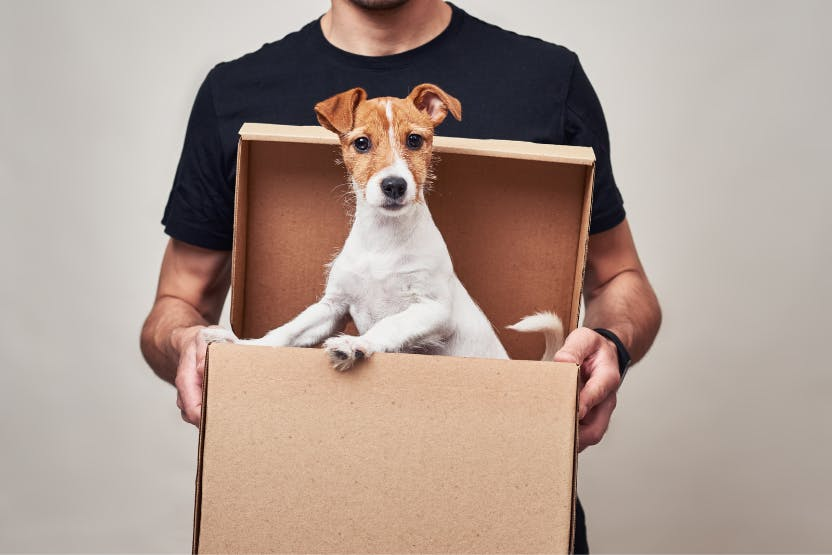 Puppy ready for delivery